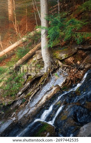 A vertical view of a tree trunk with its roots growing into the small river in the forest