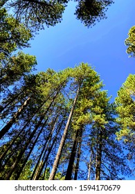 Vertical view of trees in forest