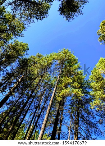 Vertical view of trees in forest