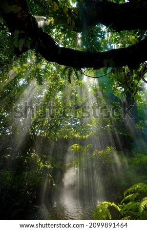 Similar – Image, Stock Photo sunrays Environment Nature