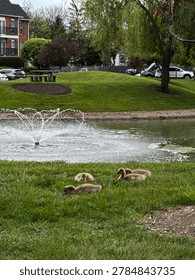 Vertical view of two small ducklings sitting on grass near a fountain, symbolizing innocence, peaceful nature, and urban wildlife