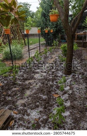 Vertical view of an unprotected home vegetable garden after a hailstorm. Hailstones cover the soil between rows of tomato plants and basil, while flower pots line the garden edge, illustrating the impact of extreme weather on backyard food production.