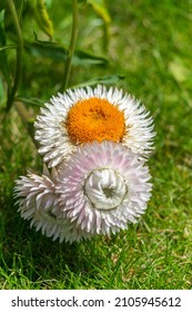 Vertical View of White Strawflower at Garden in Oxford, United Kingdom