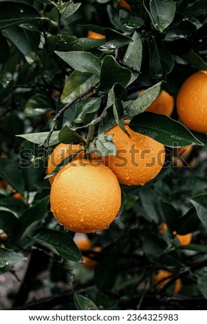 A vertical of wet oranges on the thick tree