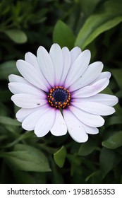 Vertical Of A White Daisybush Flower In Bloom