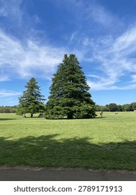 A vertical wide view of a iconic large tree standing in a vast green lawn field under a dramatic blue sky at Showa Memorial Park in Tokyo, Japan.