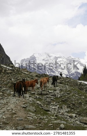 A vertical, wide-angle shot featuring a group of brown and dark horses grazing and moving along a rugged, rocky path. The scene is set in a high-altitude alpine environment with a massive, snow-covered mountain range dominating the background under an overcast sky. Patches of melting snow and sparse green grass are visible on the steep, rocky terrain. This evocative landscape captures the spirit of adventure travel, Himalayan expeditions, and high-altitude pastoral life. Ideal for travel brochures, trekking blogs, and nature-themed editorial content.