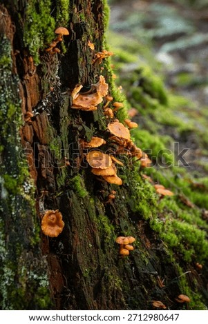 A vertically oriented photograph showing a dense multitude of tiny, bright orange mushrooms (Mycena or Flammulina) emerging from the moss and heavily textured, decaying bark of a tree trunk.