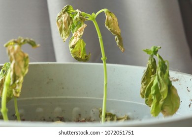 Verticillium Wilt Infection Wilting And Killing Young Basil Plant Seedlings