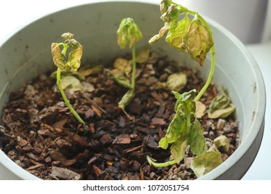 Verticillium Wilt Infection Wilting And Killing Young Basil Plant Seedlings