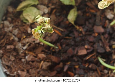 Verticillium Wilt Infection Wilting And Killing Young Basil Plant Seedlings