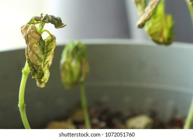 Verticillium Wilt Infection Wilting And Killing Young Basil Plant Seedlings