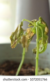 Verticillium Wilt Infection Wilting And Killing Young Basil Plant Seedlings