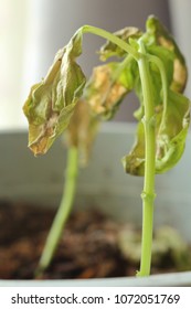 Verticillium Wilt Infection Wilting Killing Young Stock Photo ...