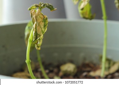 Verticillium Wilt Infection Wilting And Killing Young Basil Plant Seedlings