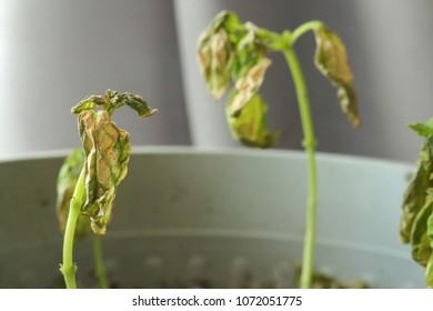 Verticillium Wilt Infection Wilting And Killing Young Basil Plant Seedlings