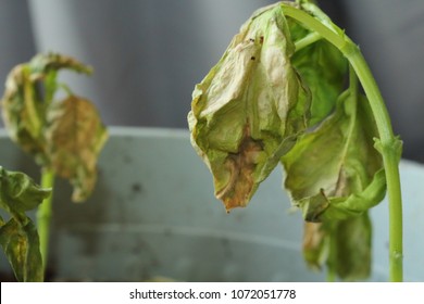 Verticillium Wilt Infection Wilting And Killing Young Basil Plant Seedlings