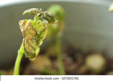 Verticillium Wilt Infection Wilting And Killing Young Basil Plant Seedlings