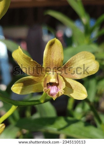 Verus Brown Gavin orchid in garden 
