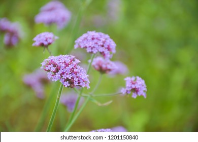 Vervain In The Garden