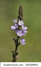 Vervain - Verbena Officinalis