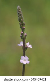 Vervain - Verbena Officinalis