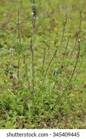 Vervain - Verbena Officinalis