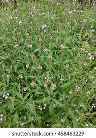 Vervain, Verbena Officinalis