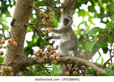 Vervet in the Hluhluwe Imfolozi Game Reserve. Group of monkeys eating fruits on the tree. Vervet monkey in the African nature. - Powered by Shutterstock