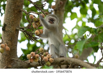 Vervet in the Hluhluwe Imfolozi Game Reserve. Group of monkeys eating fruits on the tree. Vervet monkey in the African nature. - Powered by Shutterstock