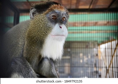 The vervet mona ( Cercopithecus mona ) is a monkey in the vertebrate family . It lives in the jungles of West Africa from Ghana to Cameroon.