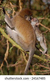 Vervet monkey