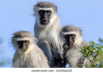 Vervet Monkey, Addo Elephant National Park