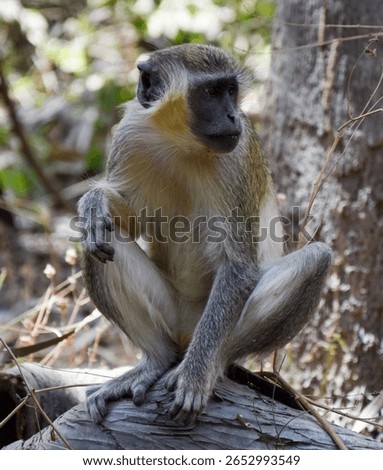 The Vervet monkey (Cercopithecus aethiops)
