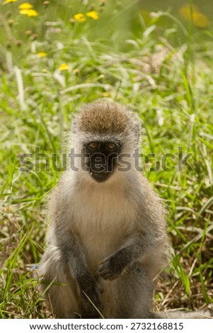 Vervet Monkey Cercopithecus aethiops in the Lake Nakuru National Park, Kenya