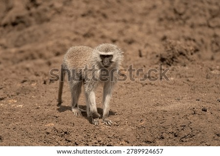 Vervet Monkey (Cercopithecus aethiops) Pilanesberg Nature Reserve, South Africa