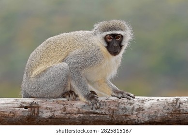 A vervet monkey (Cercopithecus aethiops) sitting in natural habitat, Mokala National Park, South Africa