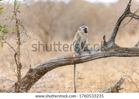 Vervet monkey (Cercopithecus aethiops) sitting in a tree, South Africa. Africa.
