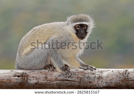 A vervet monkey (Cercopithecus aethiops) sitting in natural habitat, Mokala National Park, South Africa