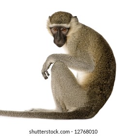 869 Vervet monkey white background Images, Stock Photos & Vectors ...