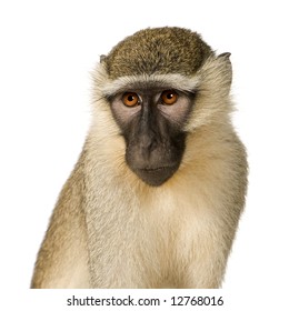 869 Vervet monkey white background Images, Stock Photos & Vectors ...