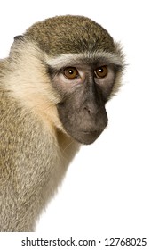 869 Vervet monkey white background Images, Stock Photos & Vectors ...