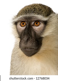 869 Vervet monkey white background Images, Stock Photos & Vectors ...