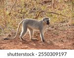 Vervet monkey (Chlorocebus pygerythrus) in Kruger National Park, South Africa