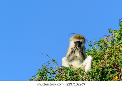 Vervet monkey (Chlorocebus pygerythrus). Lake Naivasha. Naivasha. Great Rift Valley. Kenya