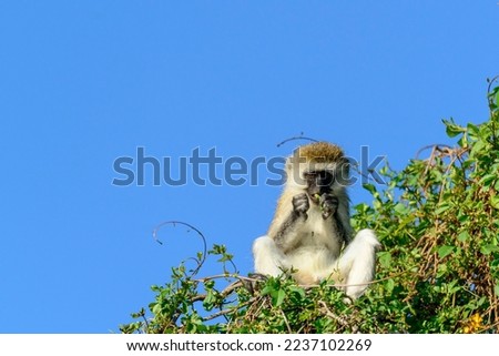 Vervet monkey (Chlorocebus pygerythrus). Lake Naivasha. Naivasha. Great Rift Valley. Kenya