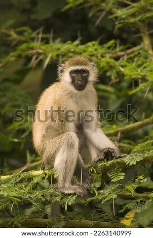 Similar – Vervet monkey sitting on a wall in the savannah