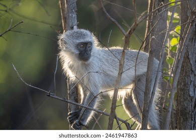 Vervet Monkey  climbing among tree branches during golden hour - Powered by Shutterstock