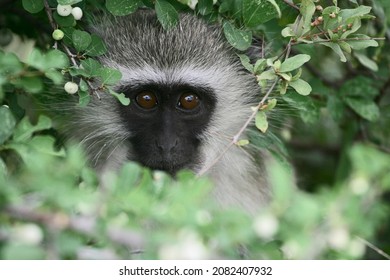 Vervet monkey feeding in the bushes