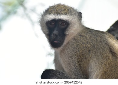 Vervet Monkey feeding in Tarangire National Park - Tanzania, Africa